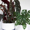 Crochet Plant Basket