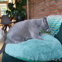 Collection image for: Crochet Pets
