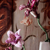 YARN 4 - Dutch Tulips